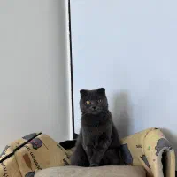 نر و ماده اسکاتیش فولد بلو|گربه|گرگان, |دیوار