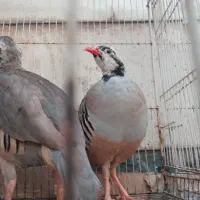 بلدرچین کوهی ،مرغ خروس عروس جوجه عروس هلندی|حیوانات مزرعه|مشهد, فاطمیه|دیوار