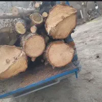 خرید انواع چوب درختی و سقفی