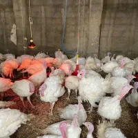 گوشت بوقلمون