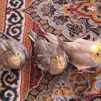 جوجه عروس هلندی