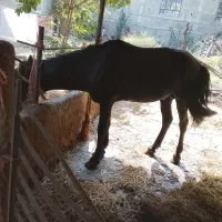 فروش اسب باری