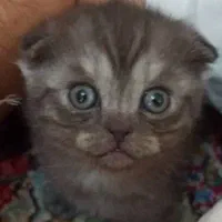 گربه اسکاتیش فولد|گربه|رفسنجان, |دیوار