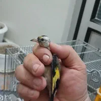 دو عدد جوجه سهره نر