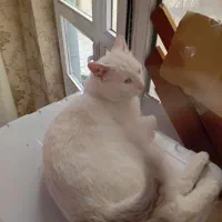 گربه پرشین آنکارا نر|گربه|تبریز, |دیوار