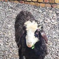 یک راس بره نر|حیوانات مزرعه|قزوین, |دیوار