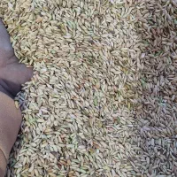 شلتوک خوشک|خوردنی و آشامیدنی|شوش, |دیوار