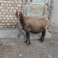 میش بره دار