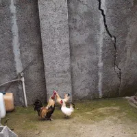 مرغ و خروس چینی|حیوانات مزرعه|رشت, لاکان شهر|دیوار