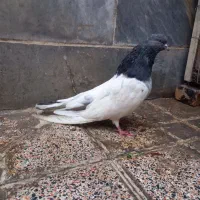 کبوتر|پرنده|بهارستان, |دیوار