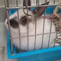 خرگوش باهوش