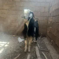 حیوانات مزرعه