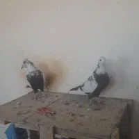 کبوتر دمبی.دم سیاه.دم.قهوه ای|پرنده|فولادشهر, فولادشهر|دیوار