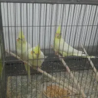 جوجه عروس هلندی