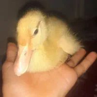 جوجه اردک