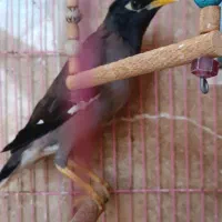 مرغ مینا نر سخنگو