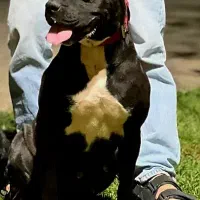 پیتبول ماده