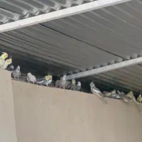 عروس هلندی|پرنده|لار, |دیوار