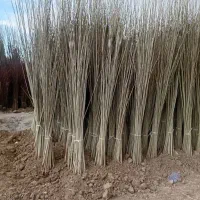 فروش انواع نهال های مثمر و غیر مثمر در نهالستان