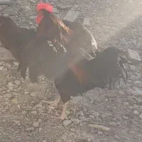 خروس محلی فروشی