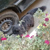 گربه پیدا شده|گربه|یزد, |دیوار