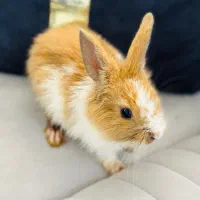 بچه خرگوش ناز و بازیگوش