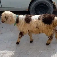 بره نر