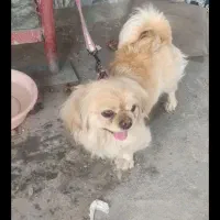 پاکوتاه پیکینیز