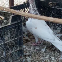 دوتا کفتر نر معامله با مرغ عشق|پرنده|ایرانشهر, |دیوار