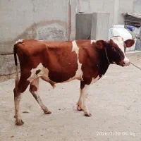 گوساله نر