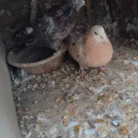 سرور بلند|پرنده|پیر بکران, |دیوار