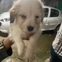 توله پسر بازیگوش