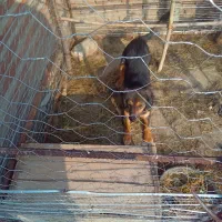 سگ پاکوتاه|سگ|مراغه, |دیوار