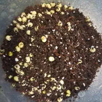 حلزون کولاژن ساز|خزنده|شیراز, شهرک آرین|دیوار