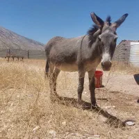 خر(الاغ)   گله ای