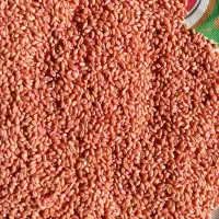 بذر گندم آبی(پیشگام)دیم(سرداری)|خدمات باغبانی و درختکاری|قروه, |دیوار