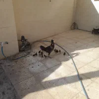 مرغ لاری با۱۴تا جوجه|حیوانات مزرعه|گنبد کاووس, |دیوار