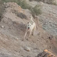 سگ .