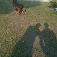 سگ ژرمن شپرد|سگ|کلاچای, |دیوار