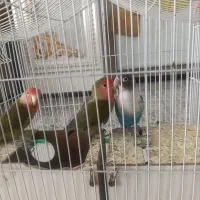 طوطی کوتوله