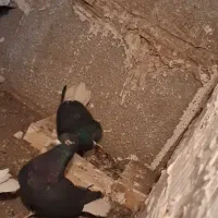 جفت زاغ دم سفید عطیقه|پرنده|تربت جام, مطهری|دیوار