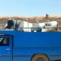 گوساله کوردی اسینم
