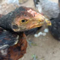 خروس لاری|حیوانات مزرعه|شبانکاره, |دیوار