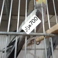 تخفیف عیدانه عروس هلندی