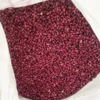 لوبیا چیتی و لوبیاقرمز اصلاح شده. برای کاشت