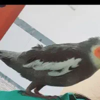 عروس هلندی|پرنده|ترکمانچای, |دیوار