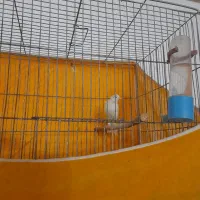 قناری سفید بخون جوان