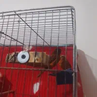 یه جفت قناری استوره سوخته سرخ|پرنده|کرمان, |دیوار