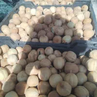 فروش لیمو خشک (عمانی) به صورت کلی و جزئی