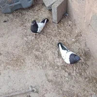 کبوتر|پرنده|کشکسرای, |دیوار